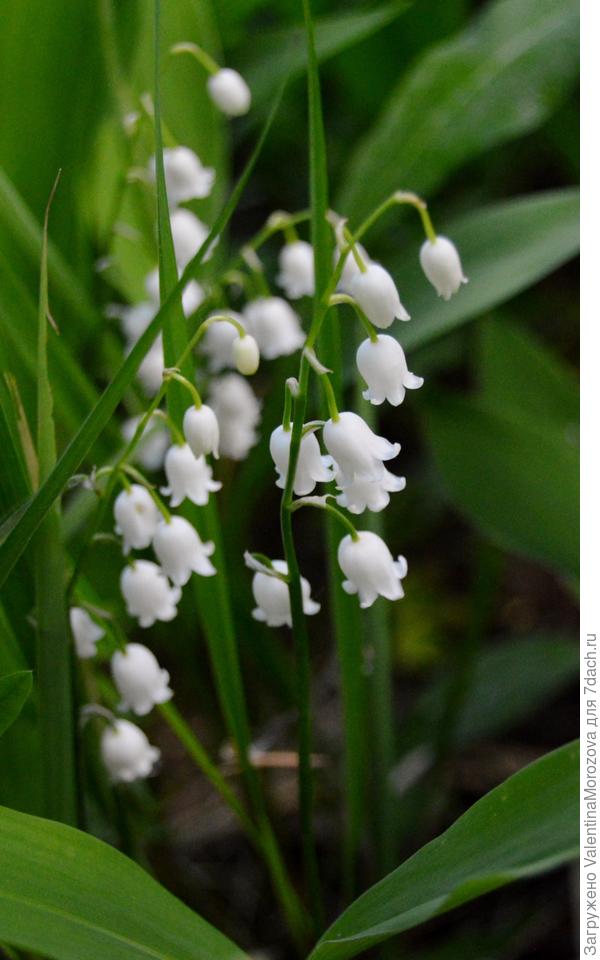 ландыши