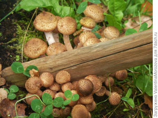 опята выросли прямо у косы.(хоть косой коси)