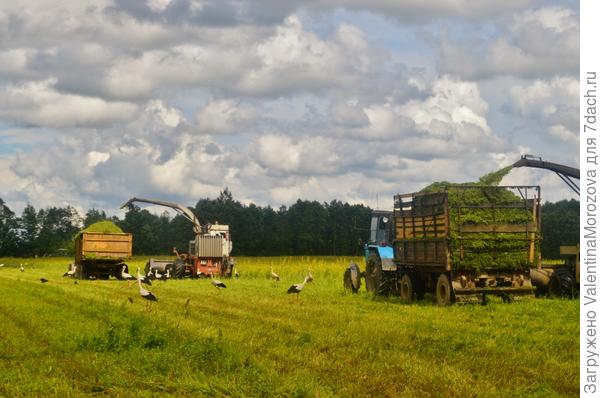 аисты в поле
