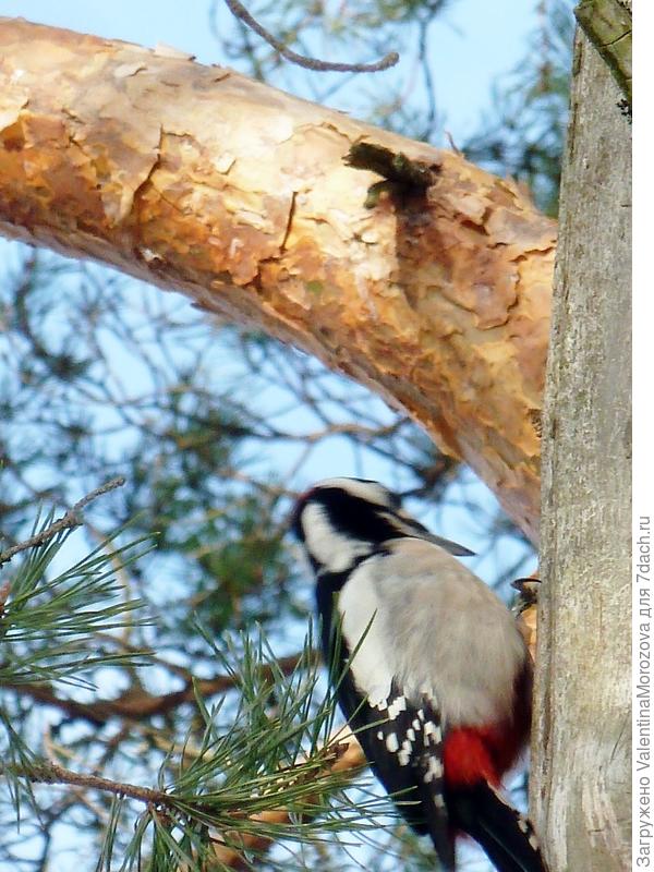 Пёстрый дятел