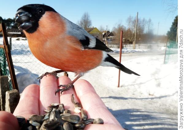 Снегирь на ладони
