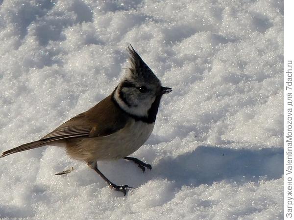 синичка-гренадёрка