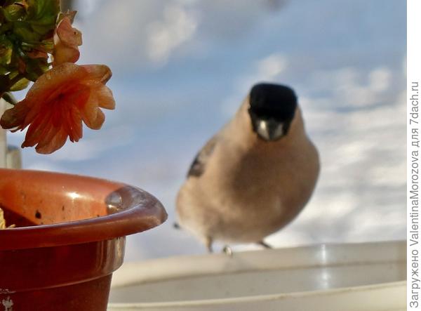 Снегериха на окне