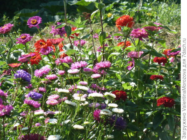И цинии и астры Вместе веселее