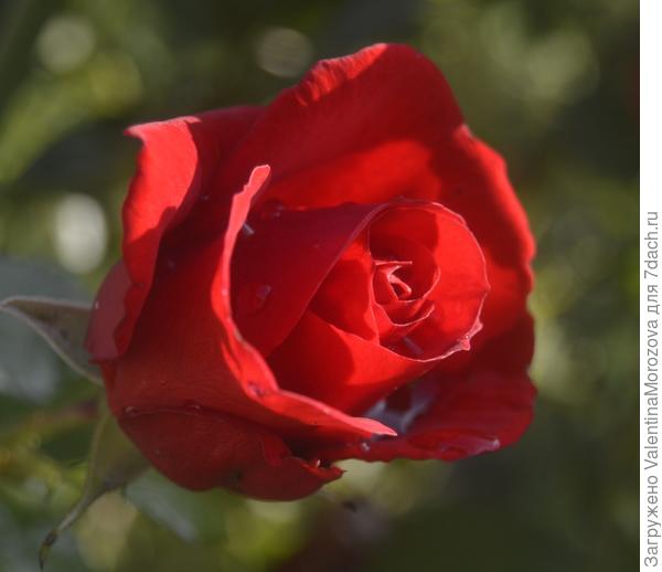Роза для Вас.