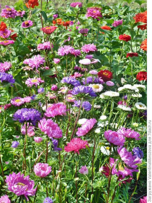 цветочный ковёр