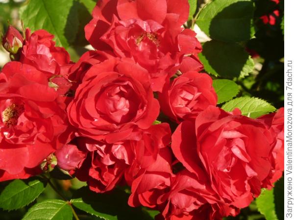 роза от хорошей бабушки