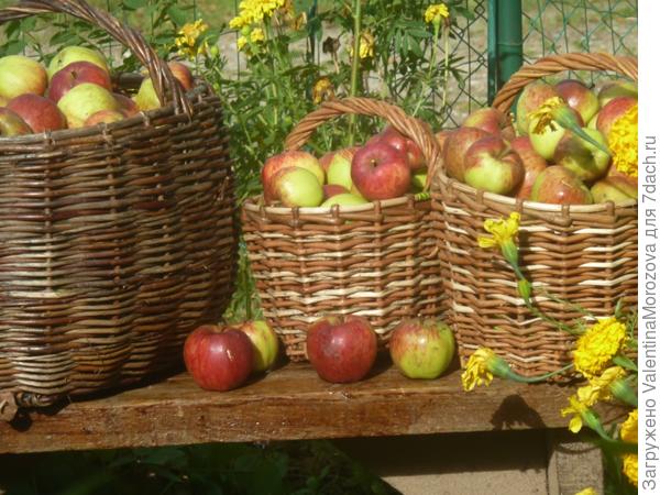 Яблочки в корзиночках.