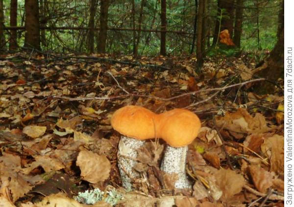 Двое из ларца ,одинаковых с лица.