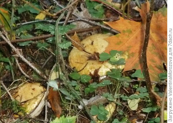 Жёлтые грузди