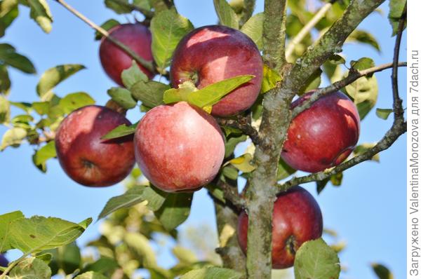 Яблоки в самом соку.
