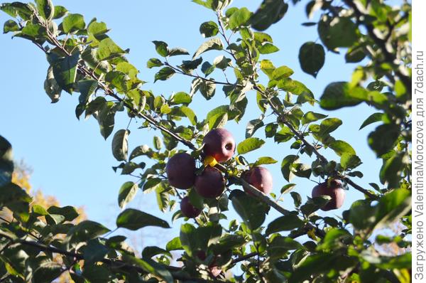 Поздняя яблонька.