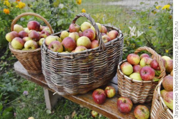 Порадовали яблоньки в этом году.