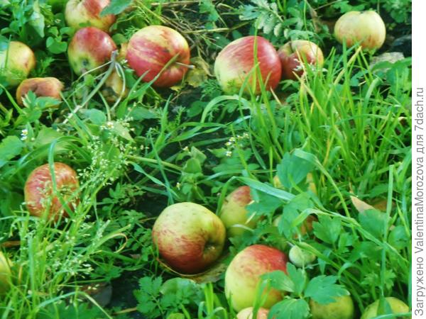 Россыпь яблочек