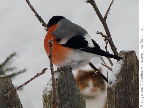 Идёт охота.