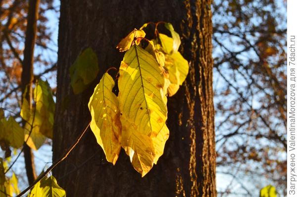 Последние листы роняет осень.