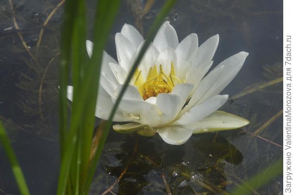Мой любимый цветочек вам ,победительницы!