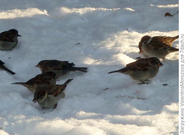 Уже оголодали