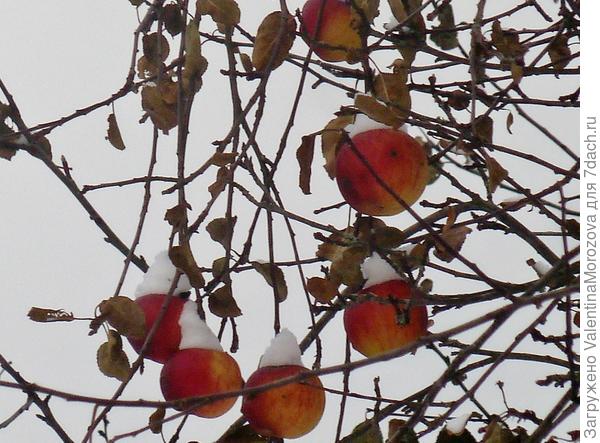 Осенние шары