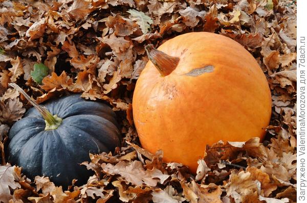 Вот они мои красавицы ,Конечно,не все здесь.