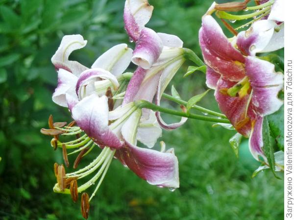 Мой цветочек Вам.