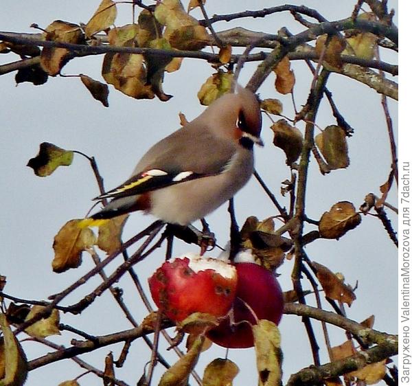 Кушает,никого не слушает