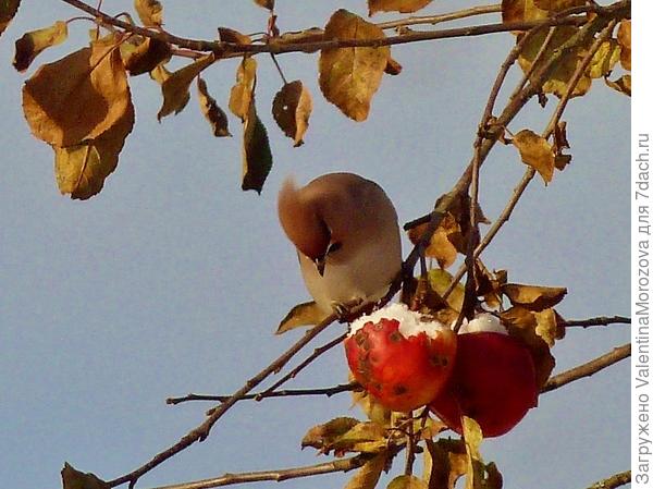 Свиристель на яблоньке.Ноябрь.