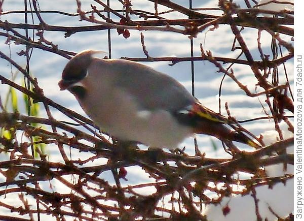 оставила им красной смородинки,подклёвывают.