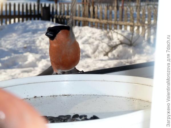 снегирь ест с чашечки