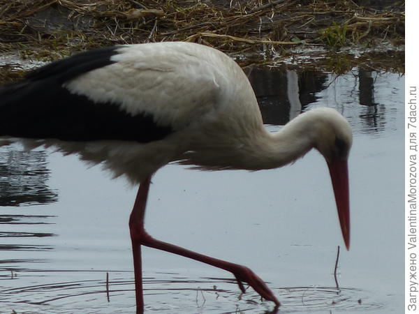 аист в поисках лягушек.