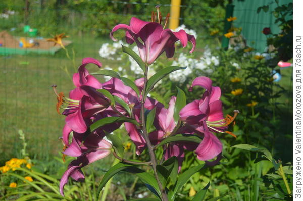 это мои  лилии