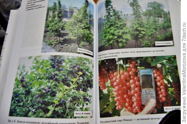 иллюстрации в книге.