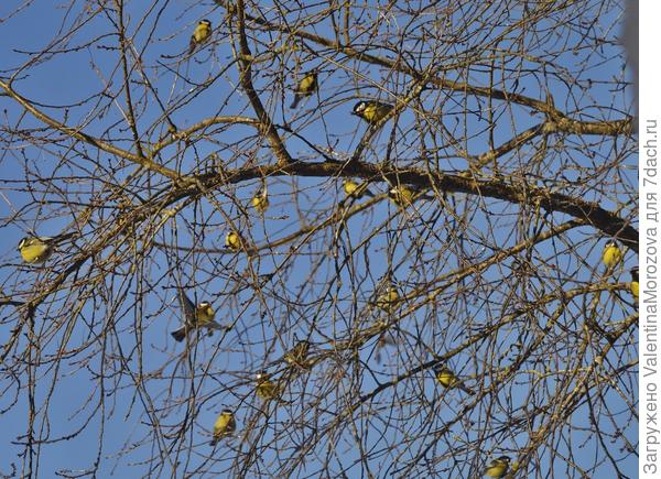 Вместо вишни.