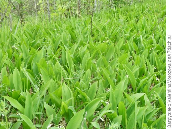 На опушках много ландышей