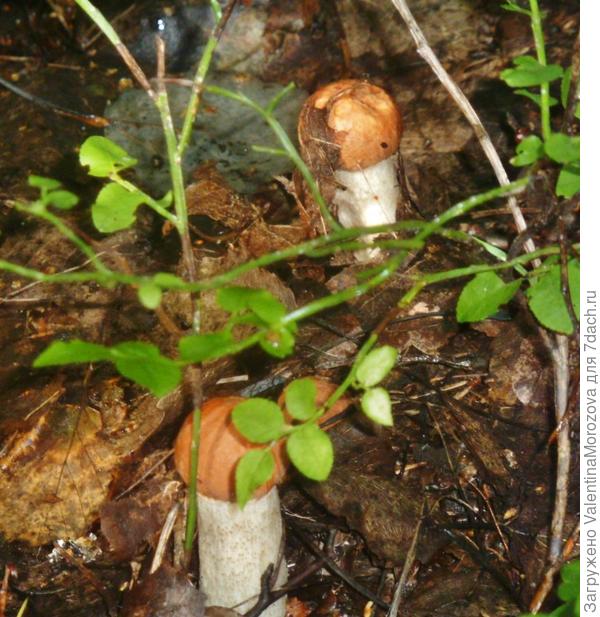 подосиовички