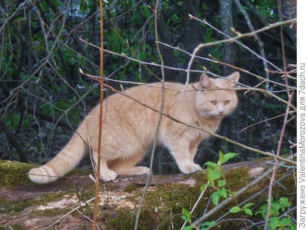 Я почти лиса.