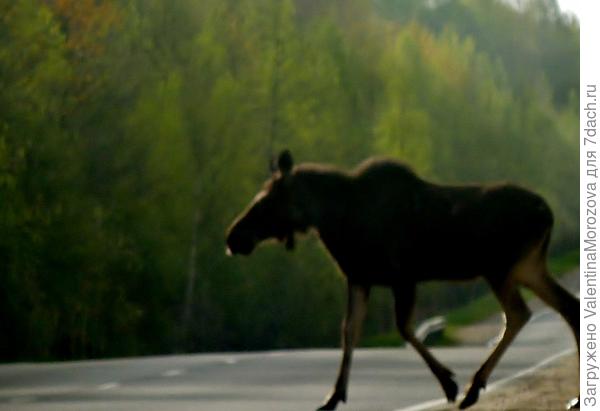 Неожиданная встреча.