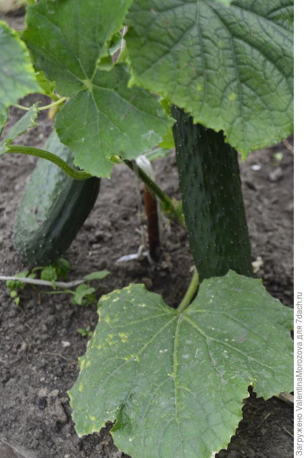 первые тепличные огурчики