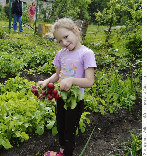 редиска готова