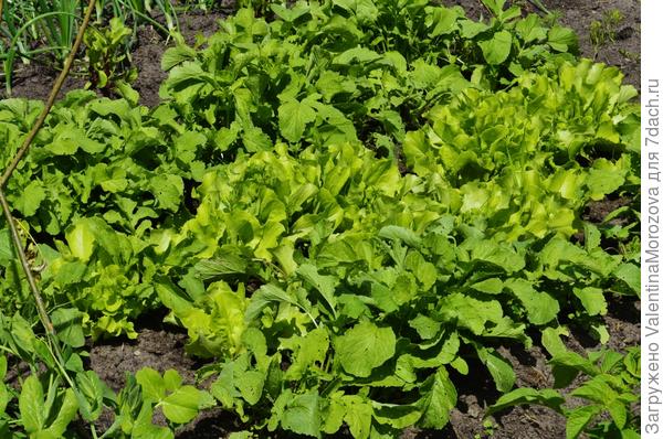 салатик  и руккола готовы в салатик