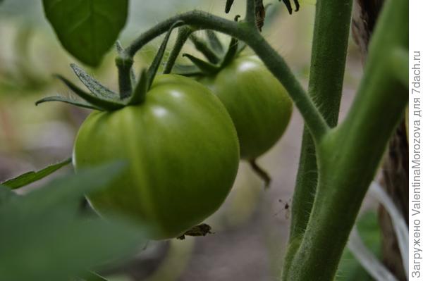помидорки зелёные