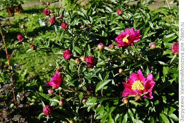 а у этого пиона аромат неповторимый ,только зацветает.