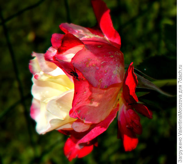 Роза меняет расцветку в течении цветения.