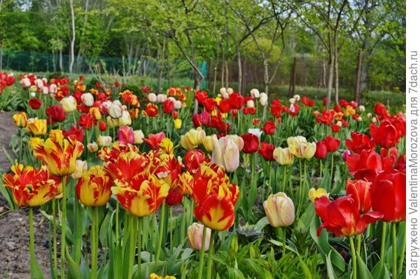 Это его весеннее тюльпановое царство.