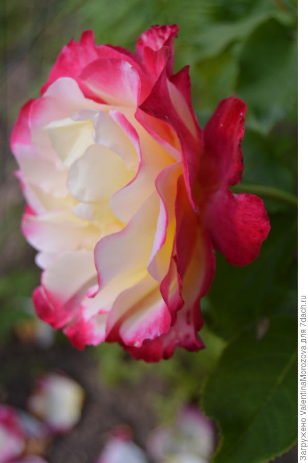 Хамелеон.Сначала белая внутри ,затем желтеет и потом становится розовой