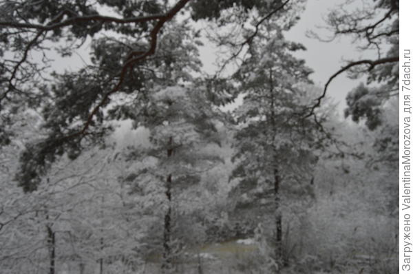В лесу всё снегом замело.