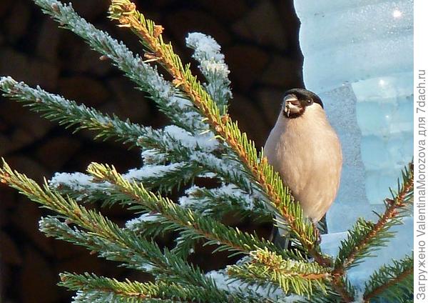 Снегириха