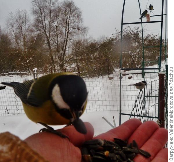 Мои птички тоже с руки едят