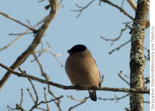 Снегириха отдыхает.