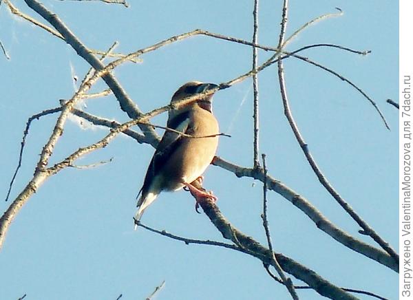 Дубонос мой частый гость.Рядом дубовая роща.
